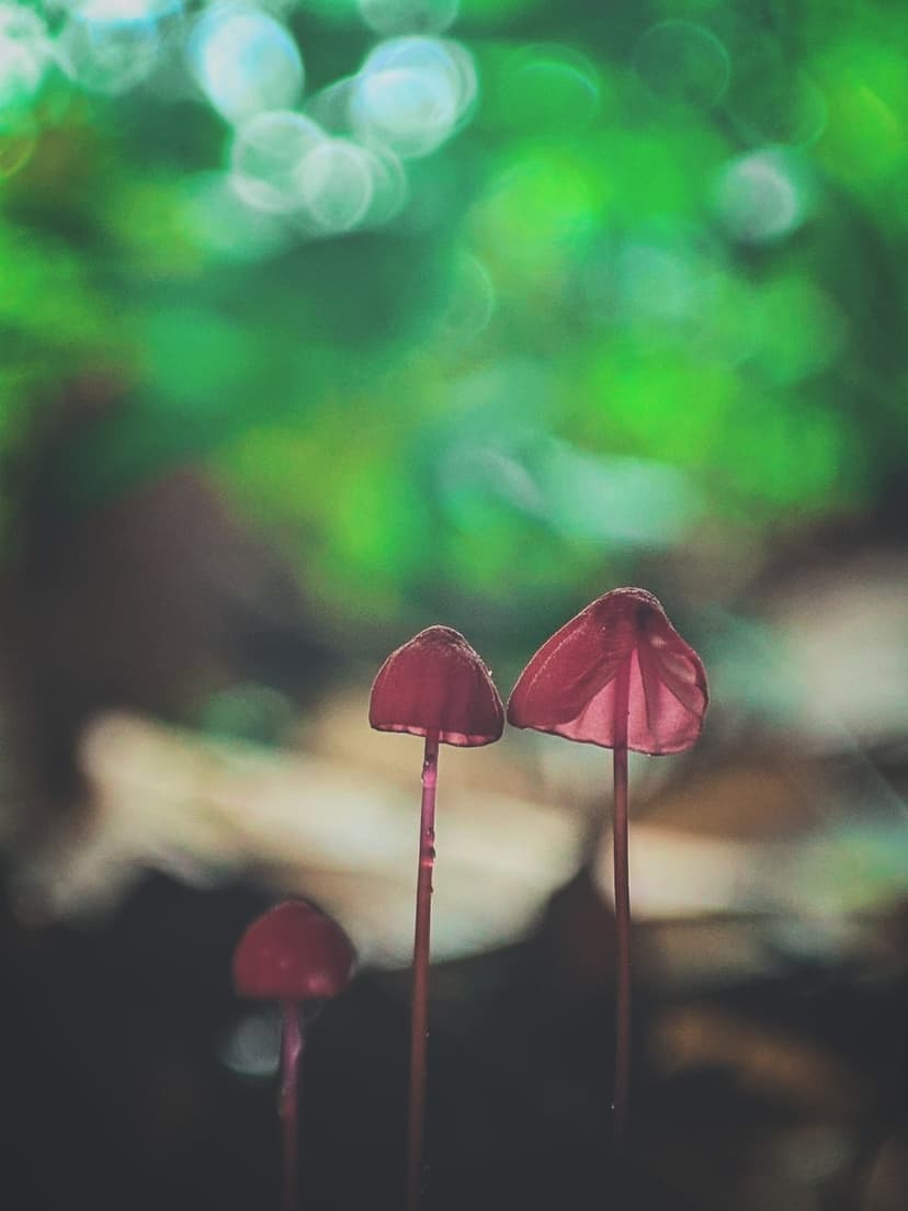 Three translucent red mushrooms with thin stems growing on a mossy forest floor with a blurred green background.