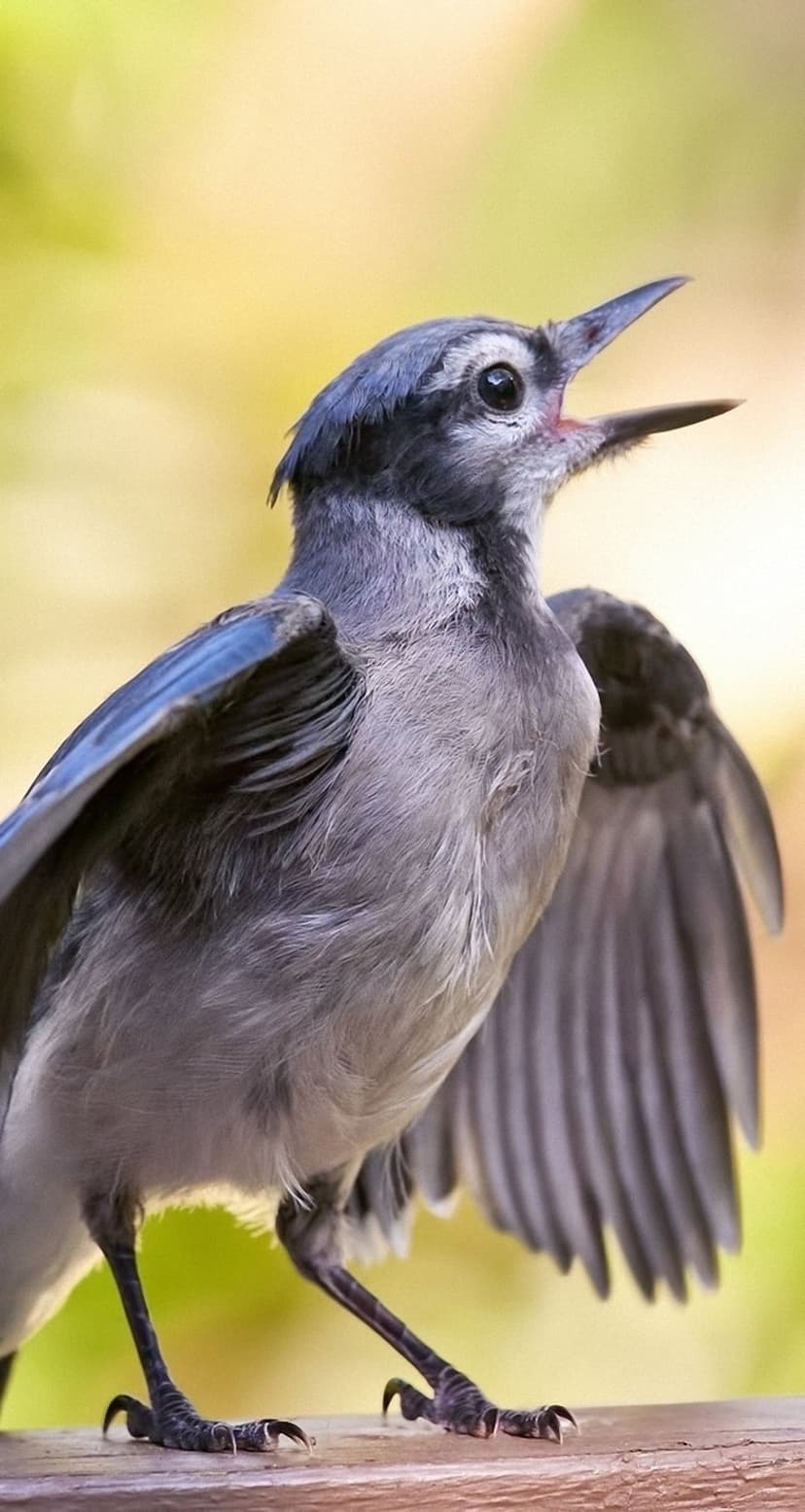 Blue jay with spread wings and open beak perched on wood against a blurred green and yellow forest background.