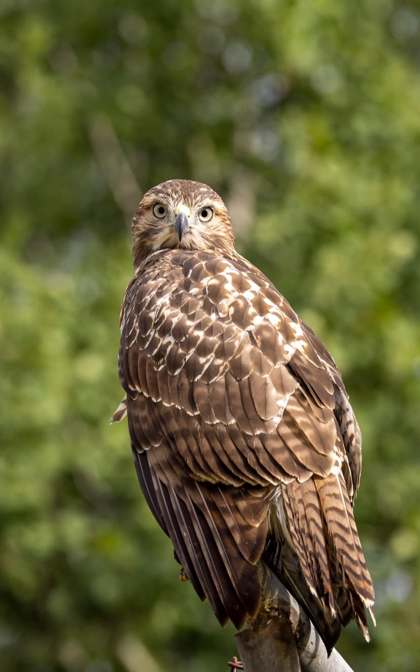 Red-tailed hawk with speckled brown feathers looks back from a branch toward the viewer in a forest setting.