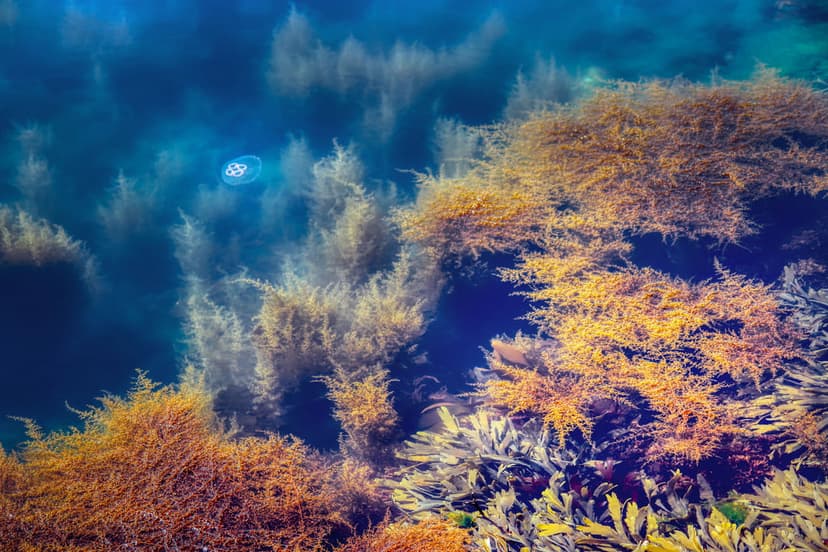 Translucent jellyfish floating near swaying golden kelp fronds in clear blue water with rays of sunlight.