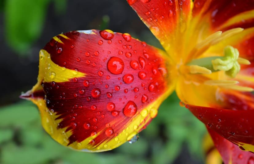 Red and yellow tulip petal covered in tiny clear dew drops with a blurred green garden background.
