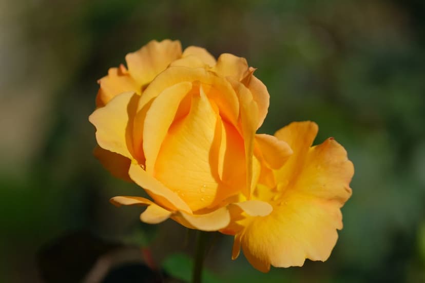 Yellow rose bloom with glistening dewdrops on its petals sits against a soft blurred green garden background.