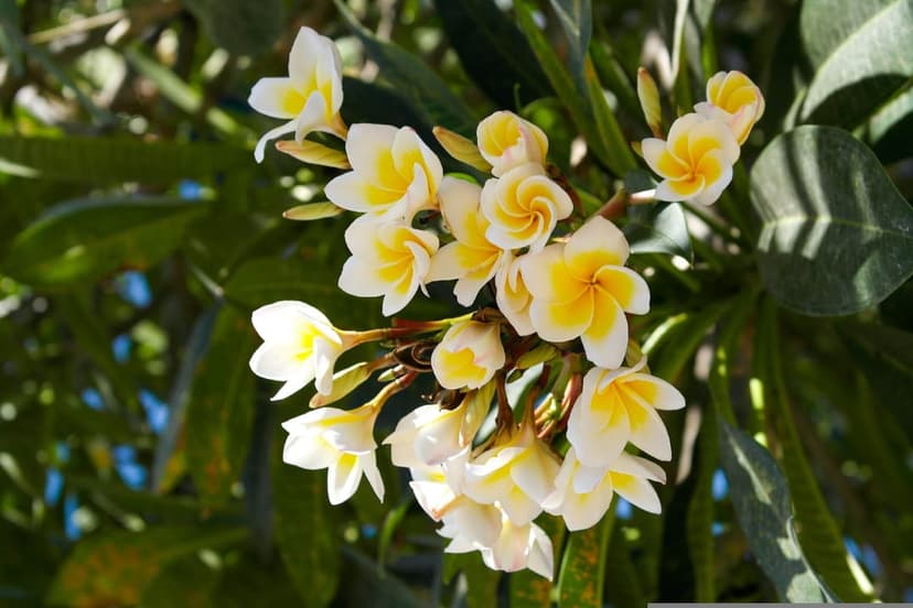 White and yellow plumeria flowers bloom among green leaves under bright tropical sunlight in a vertical shot.