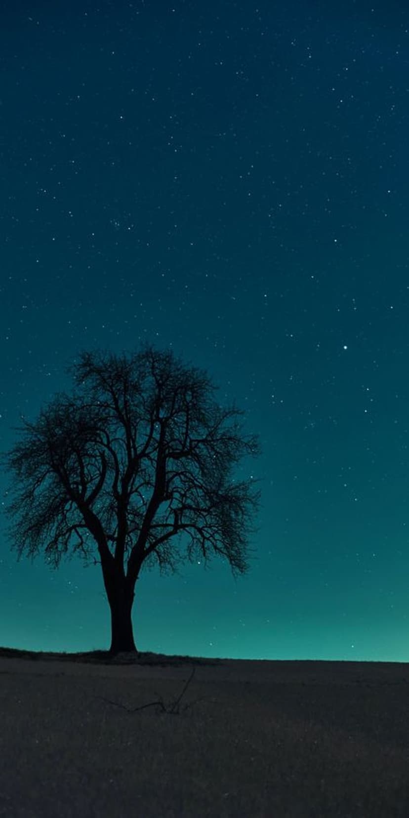 Lone leafless tree silhouette stands before a dense field of stars and a glowing blue-green twilight horizon.