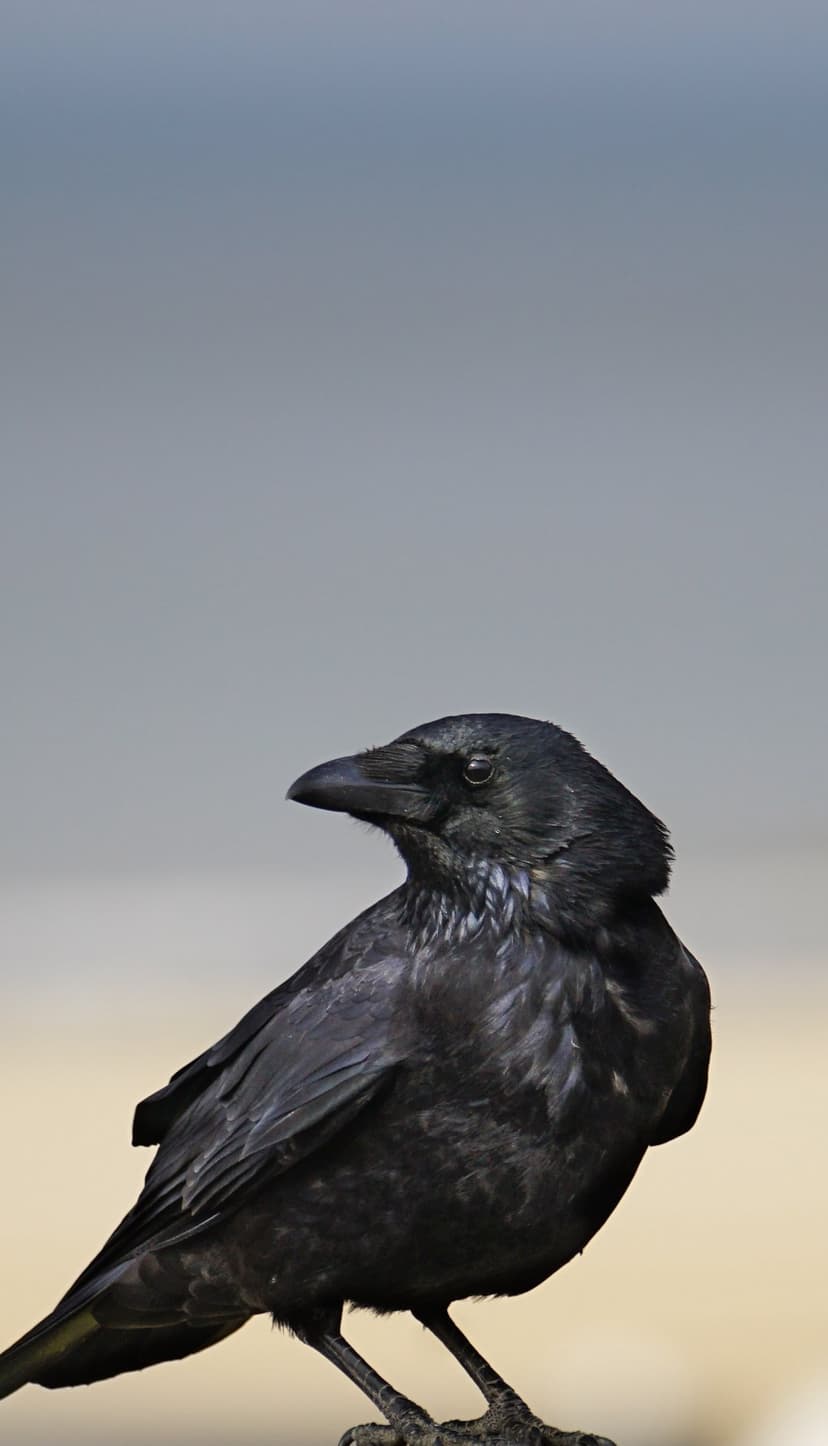 Black raven with a sharp beak and glossy feathers perches on a rustic wooden beam against a pale blue background.