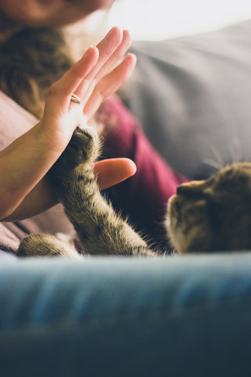 Cat's fur-covered paw presses against a person's open palm with a gold ring during an indoor high-five interaction.