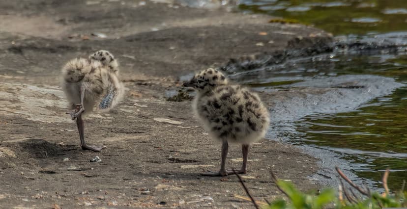 Two fluffy brown spotted seagull chicks stand on a sandy shore next to calm blue water with soft reflections.