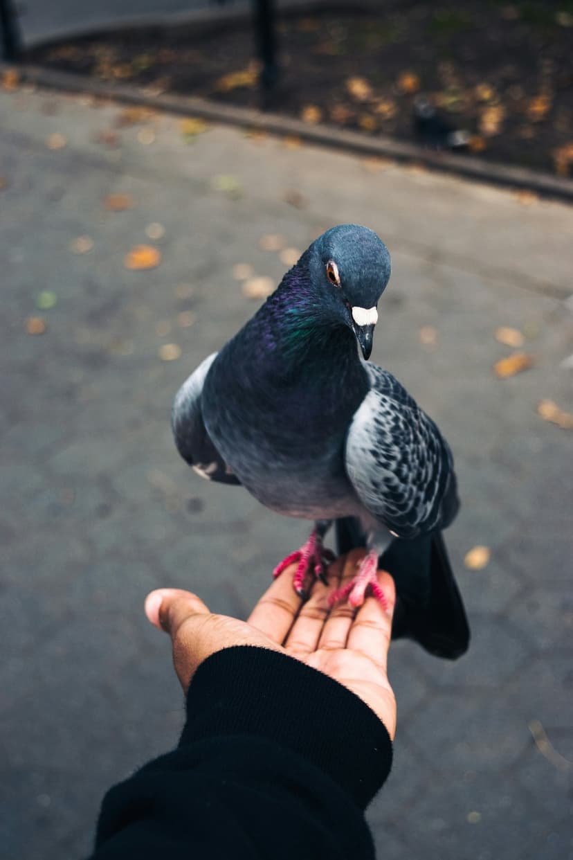 Pigeon with iridescent neck feathers and orange eyes landing on a human hand in an autumn city park background.