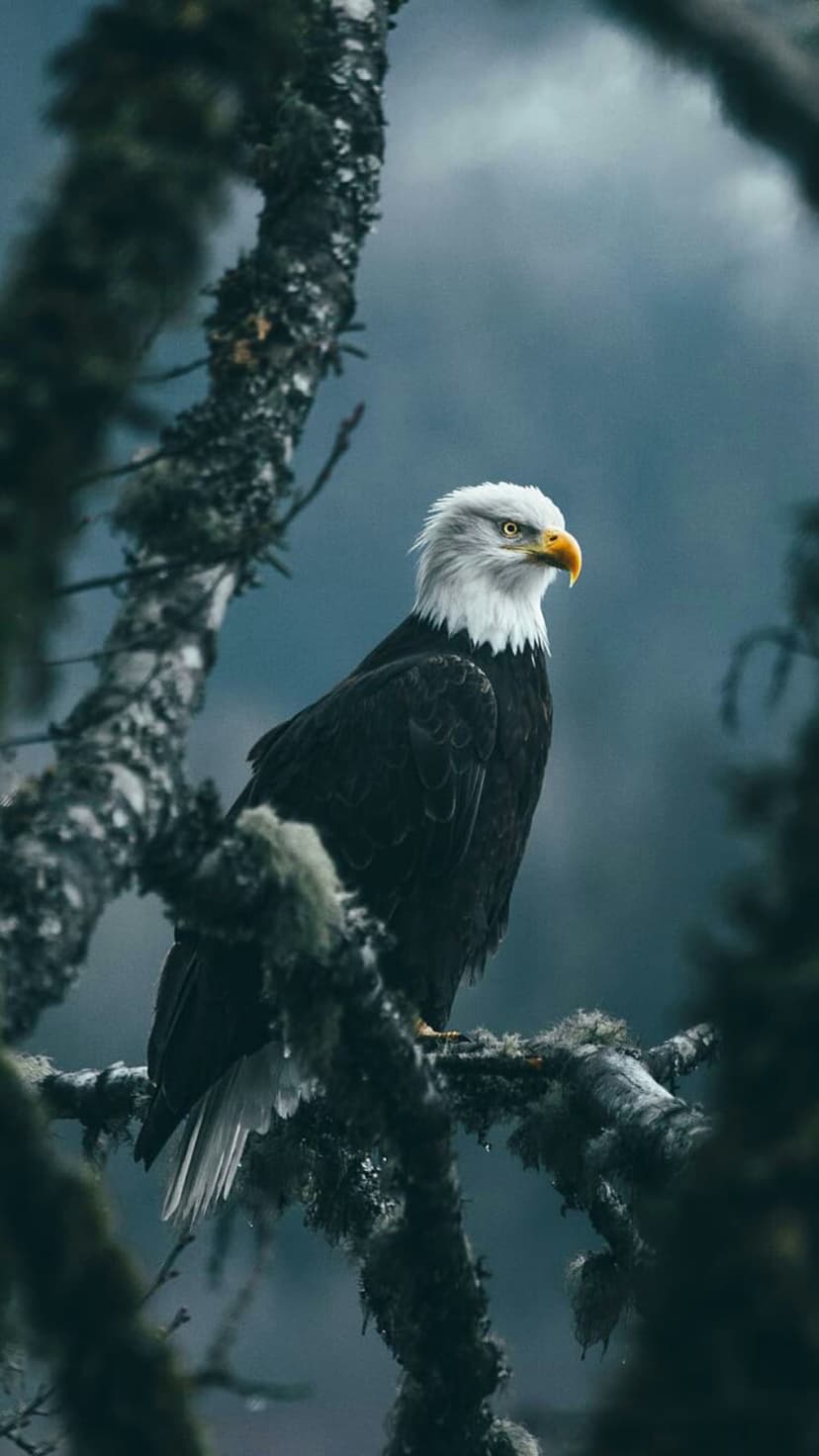 Bald eagle with a white head and dark feathers perched on a moss-covered branch in a misty, foggy forest.