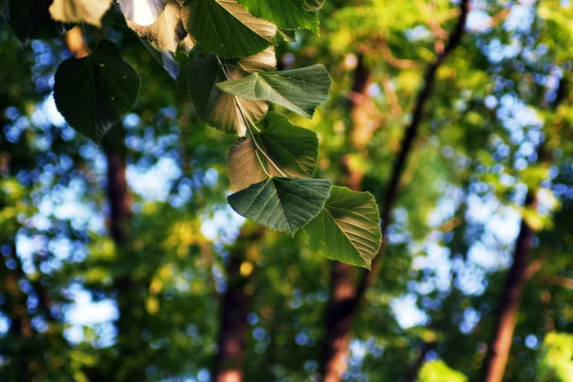 Green leaves on a tree branch illuminated by soft sunlight against a blurred green forest background in a vertical shot.