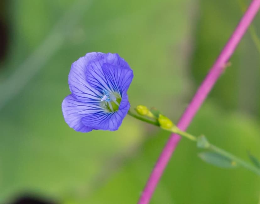 Blue flax flower with veined petals and a pink stem sits against a blurred green background in a macro photograph.