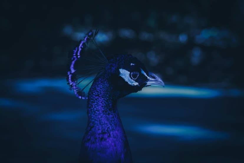 Peacock head with glowing blue and purple feathers against a dark background for mobile screen accessibility.