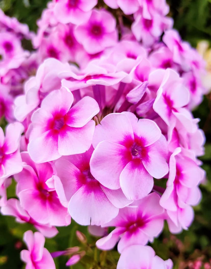 Pink phlox flowers with magenta centers and soft petals shown in a sharp macro close-up against a blurred background.