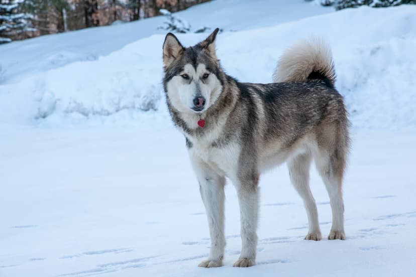 Alaskan Malamute dog with grey and white fur stands in deep snow with trees in the blurred background.