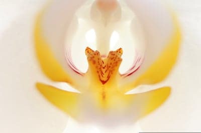 Macro shot of a white orchid's intricate central structure