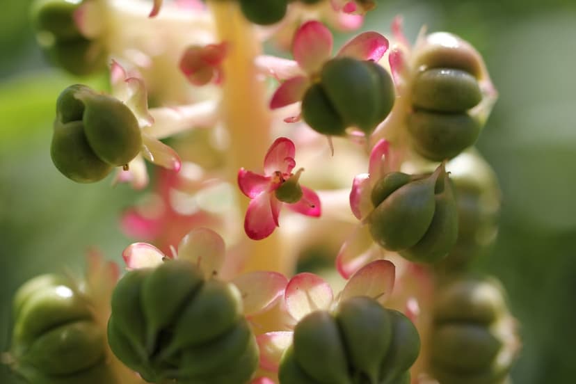 Green pokeweed berries and pink flowers appear in sharp focus against a soft, blurred botanical background.