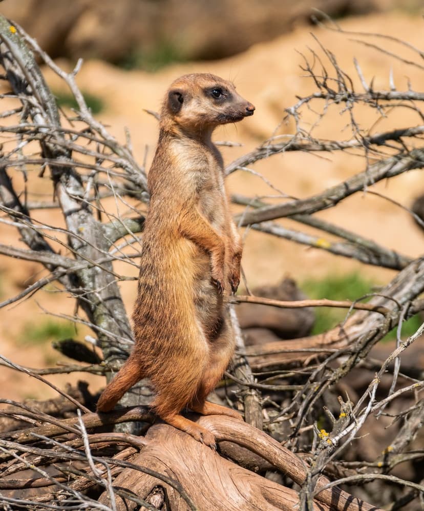 Meerkat standing upright on a dry branch surveying its arid environment with a soft-focus sandy background.