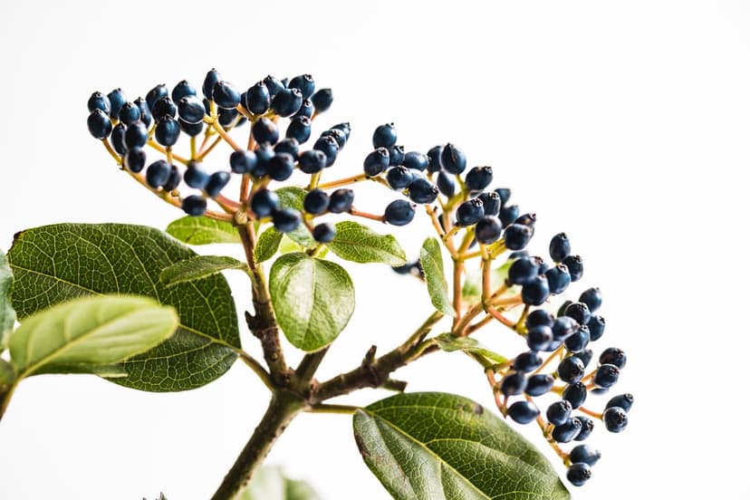 Clusters of dark blue berries and green leaves on a thin branch appear against a stark white background.