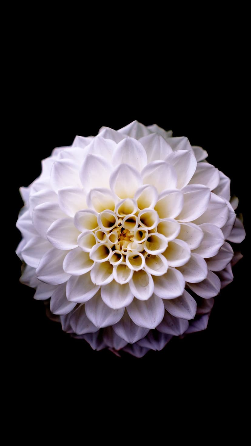 White dahlia flower with symmetrical petals and a yellow center isolated against a solid black background.