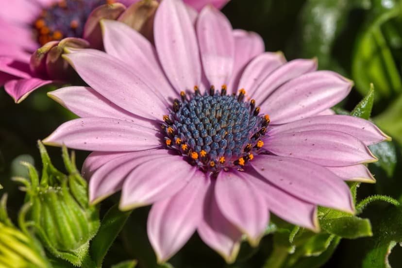 Pink African daisy petals radiate from a dark blue center with orange stamen on a blurred green backdrop.