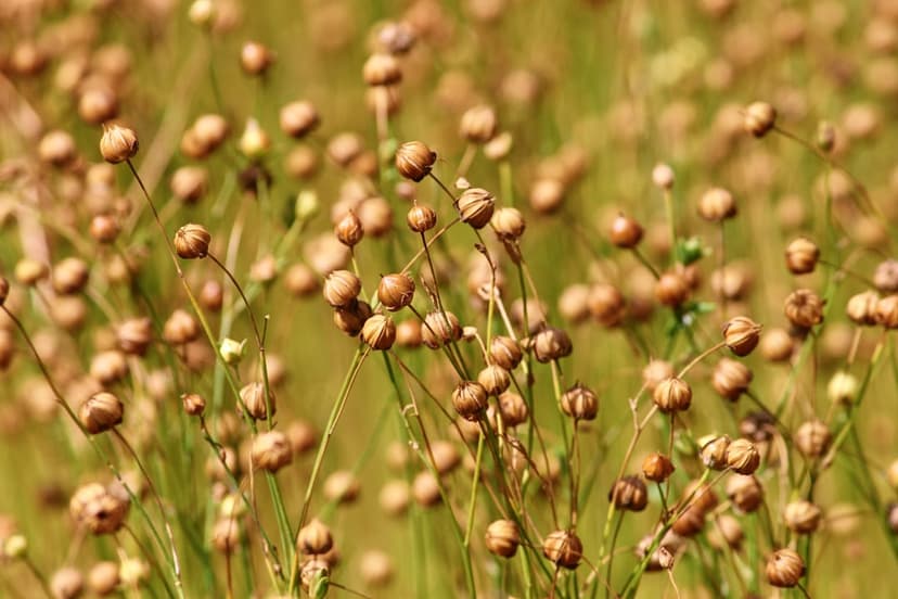 Round flax seed pods on slender stems stand out against a soft green and brown blurred meadow background.