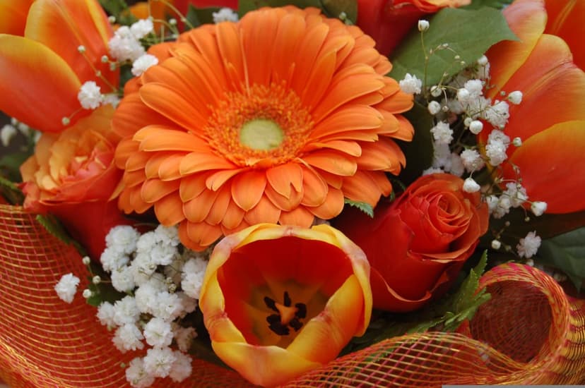 Orange gerbera daisy, rose, and tulip bouquet accented with white baby's breath and textured mesh wrapping.