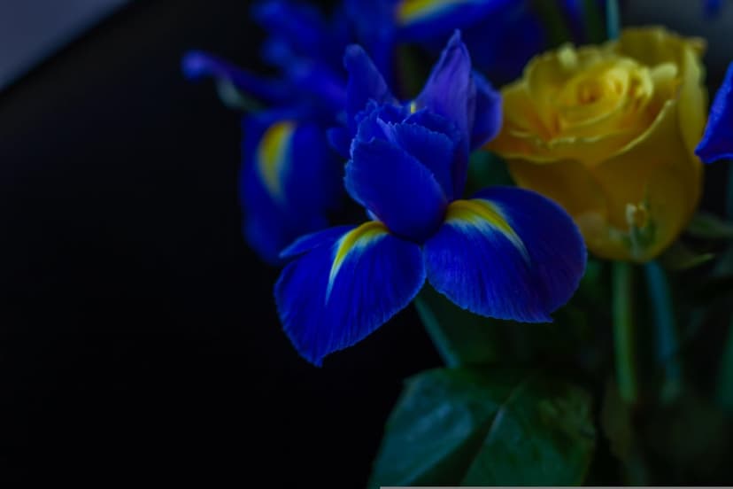 Blue iris petals with yellow centers and a yellow rose bloom against a solid black background in close-up.