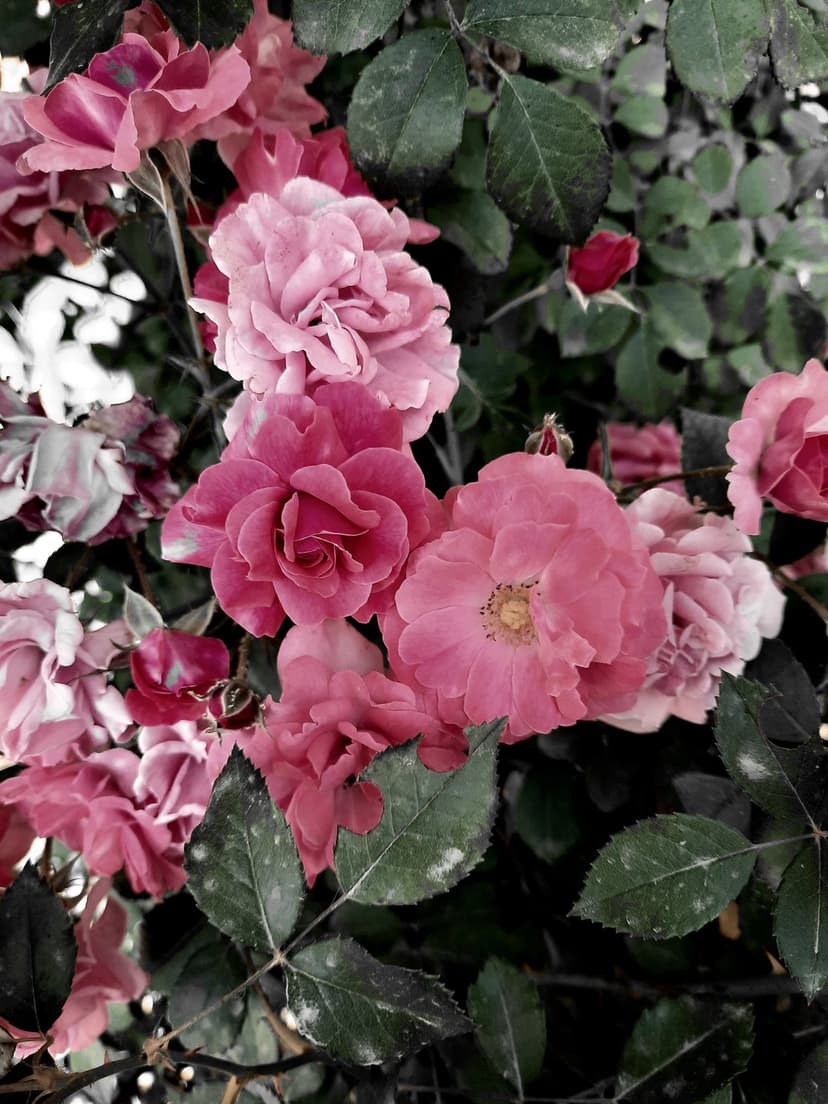 Pink roses with layered petals clustered among dark green textured leaves in a soft-focus garden setting.