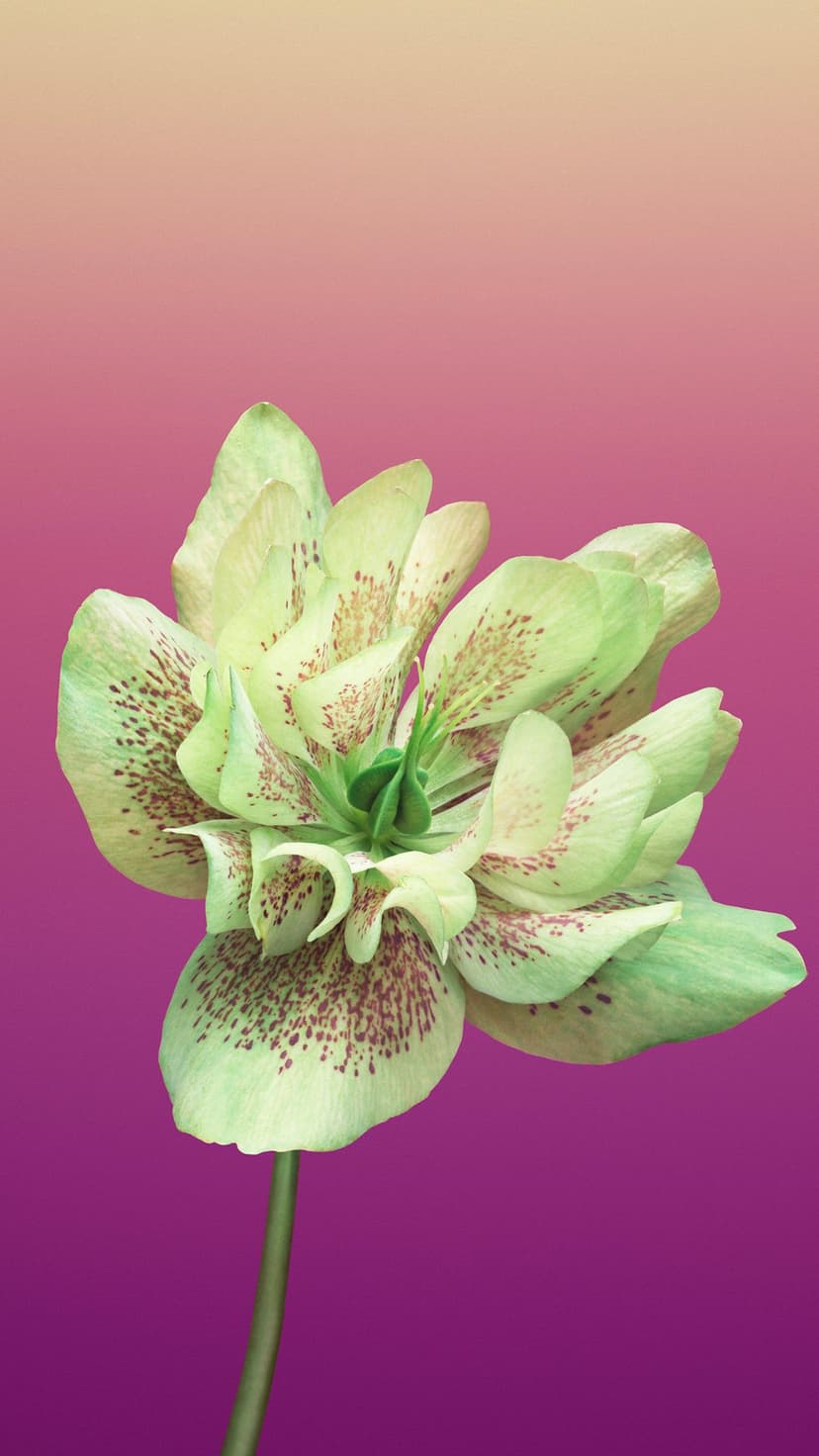 Hellebore flower with lime green petals and brown spots centered on a beige and deep purple gradient background.