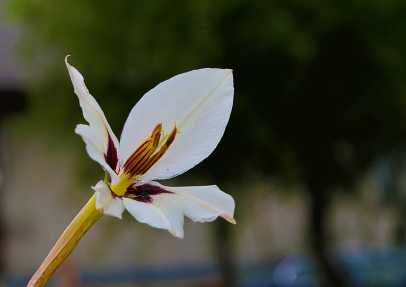 White gladiolus petals featuring deep burgundy streaks and a yellow stamen against a blurred green forest background.