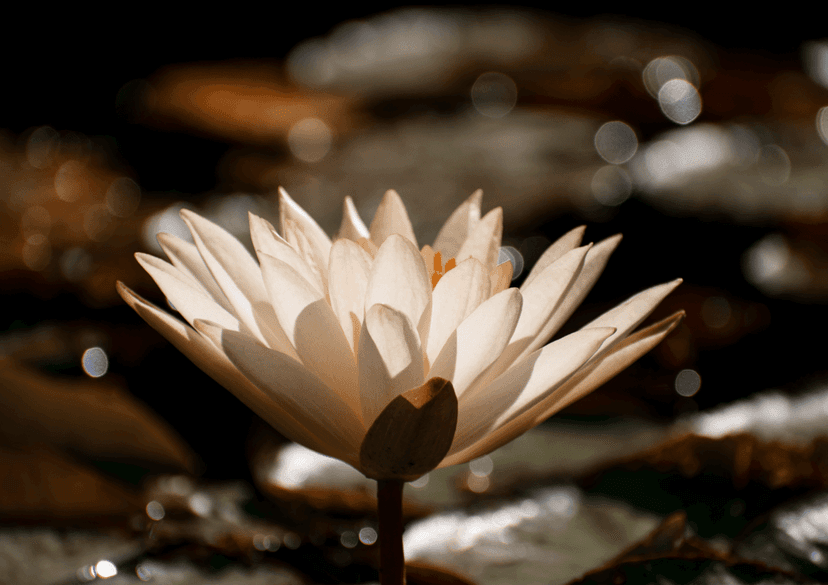 White water lily with soft petals floats on dark pond water amidst blurred bokeh lights in a sepia-toned scene.