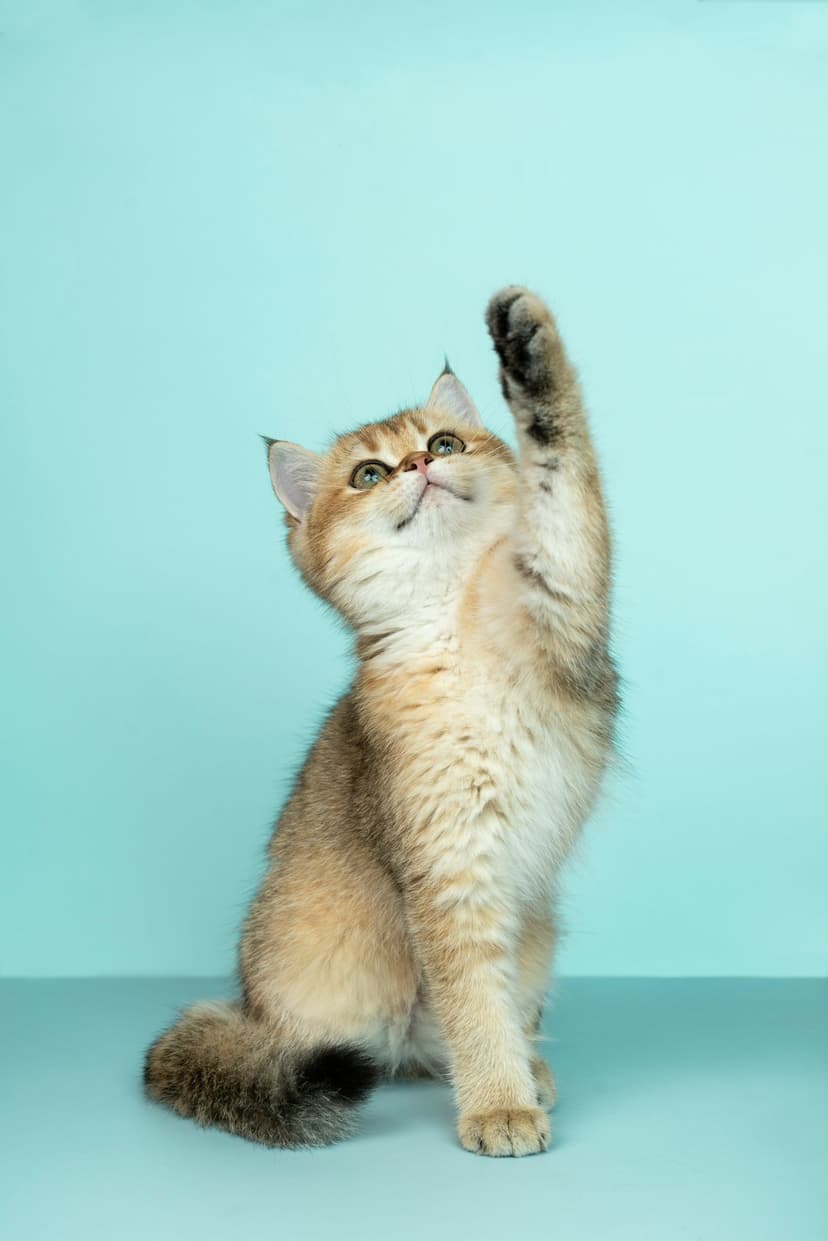 Golden-brown kitten with green eyes reaches upward with a single paw against a solid teal studio background.