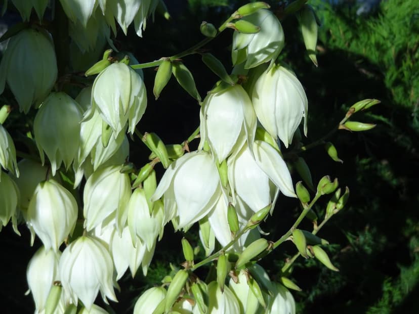 White bell-shaped yucca flowers hang from green stems against a dark out-of-focus garden background in sunlight.