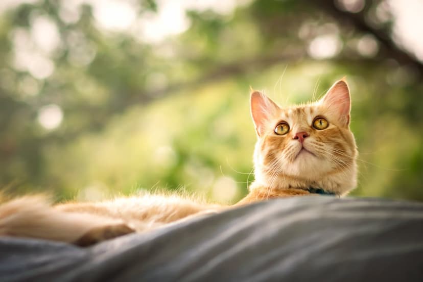 Ginger cat with golden eyes looks up against a blurry green garden background with white bokeh lights.