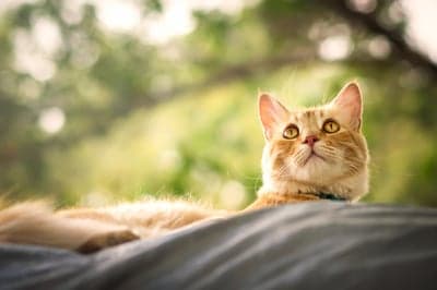 Ginger Cat Lounging Outdoors with Bokeh Background