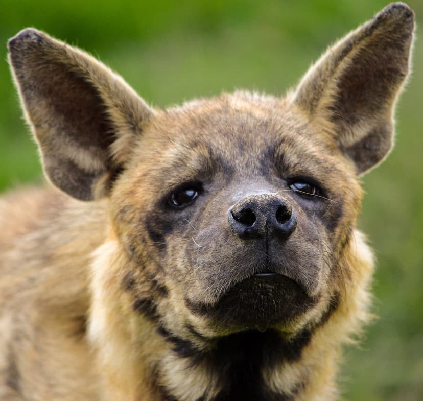 Spotted hyena with large rounded ears and dark eyes gazes forward against a blurred green nature background.