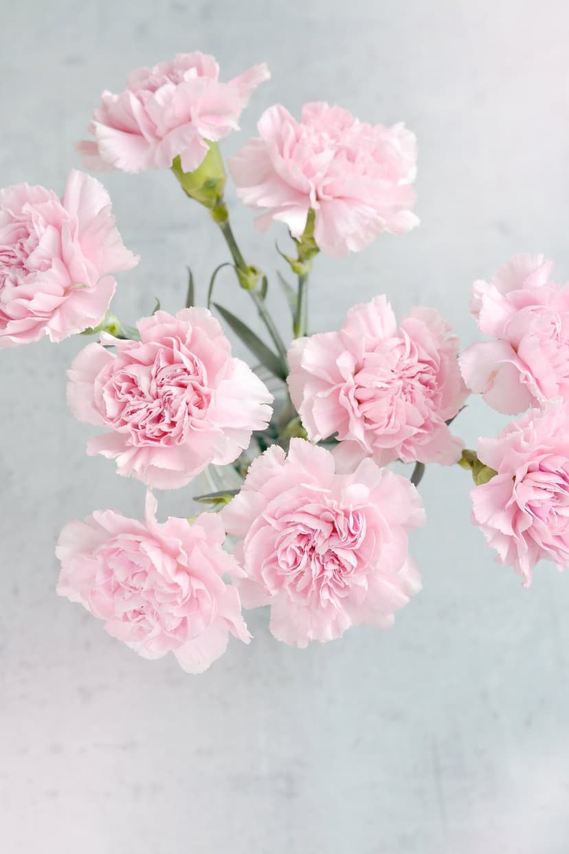 Pink carnations with ruffled petals lie on a textured blue background in a top-down vertical floral arrangement.