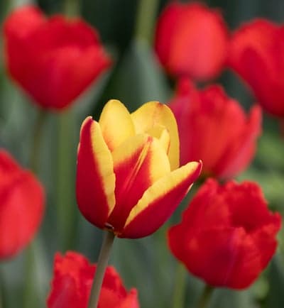 Vibrant Bicolor Red and Yellow Tulip Mobile Background