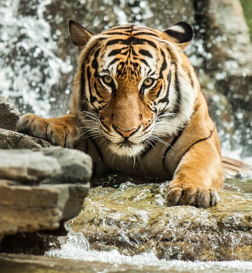 Orange tiger resting in shallow waterfall ripples with its paws on wet rocks under soft forest lighting.