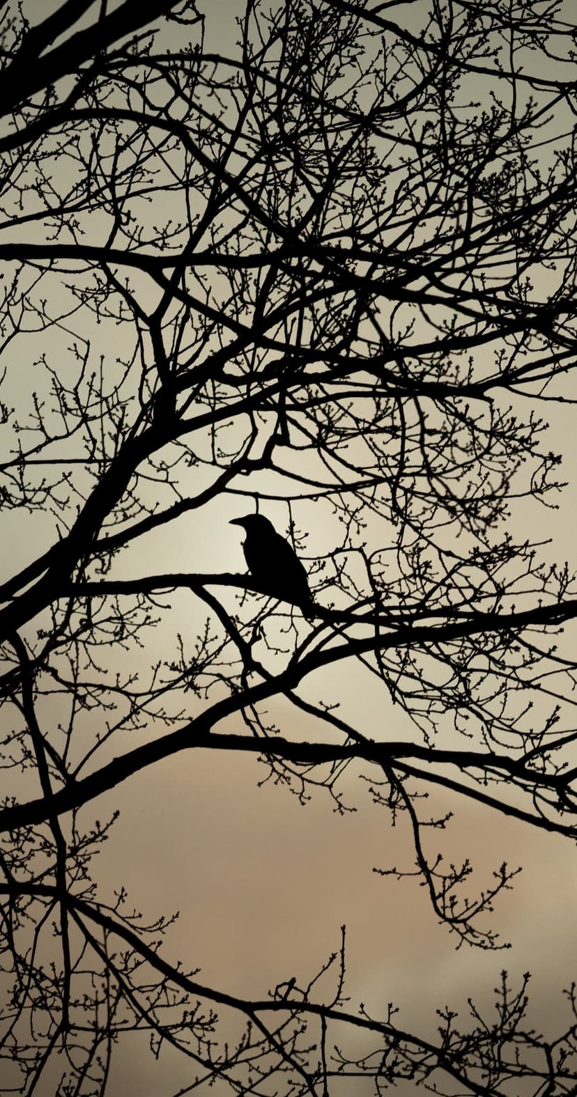 Crow silhouette perched on a network of thin tree branches against a pale, overcast sky during late autumn.