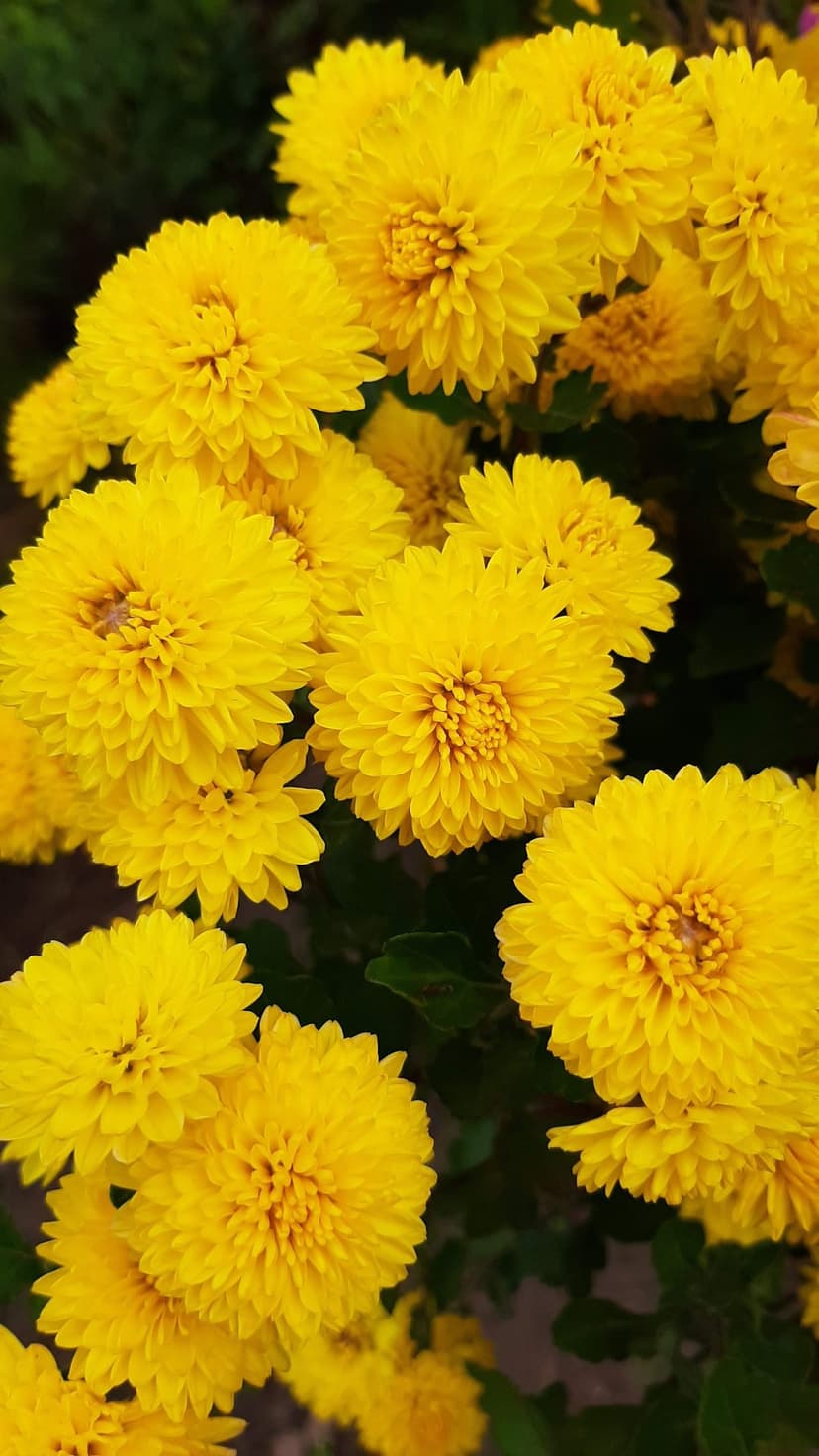 Yellow pom-pom chrysanthemums with dense petals clustered against a blurred dark green leaf background.