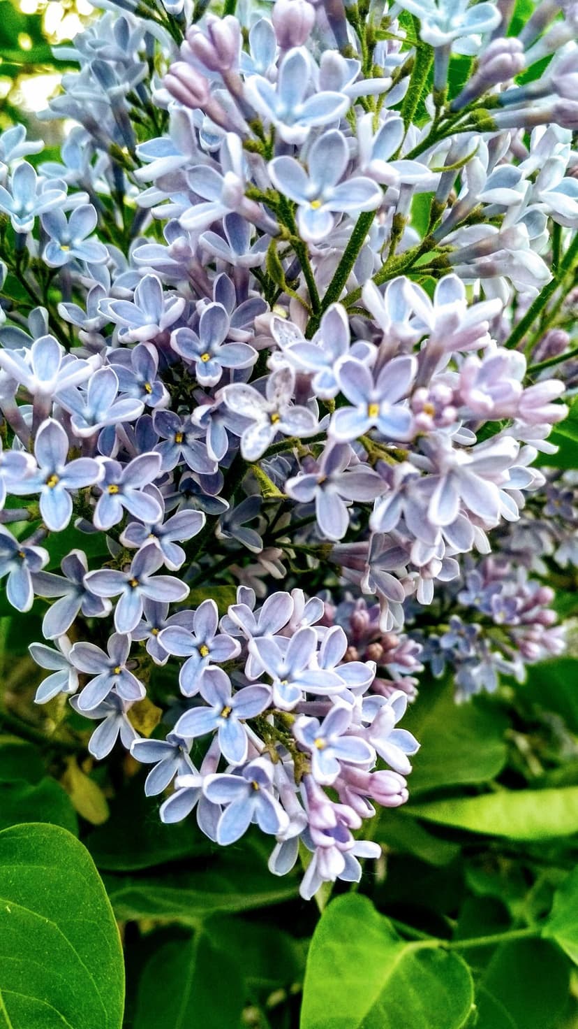 Purple lilac flower clusters with delicate lavender petals and green leaves in a soft focus spring garden.