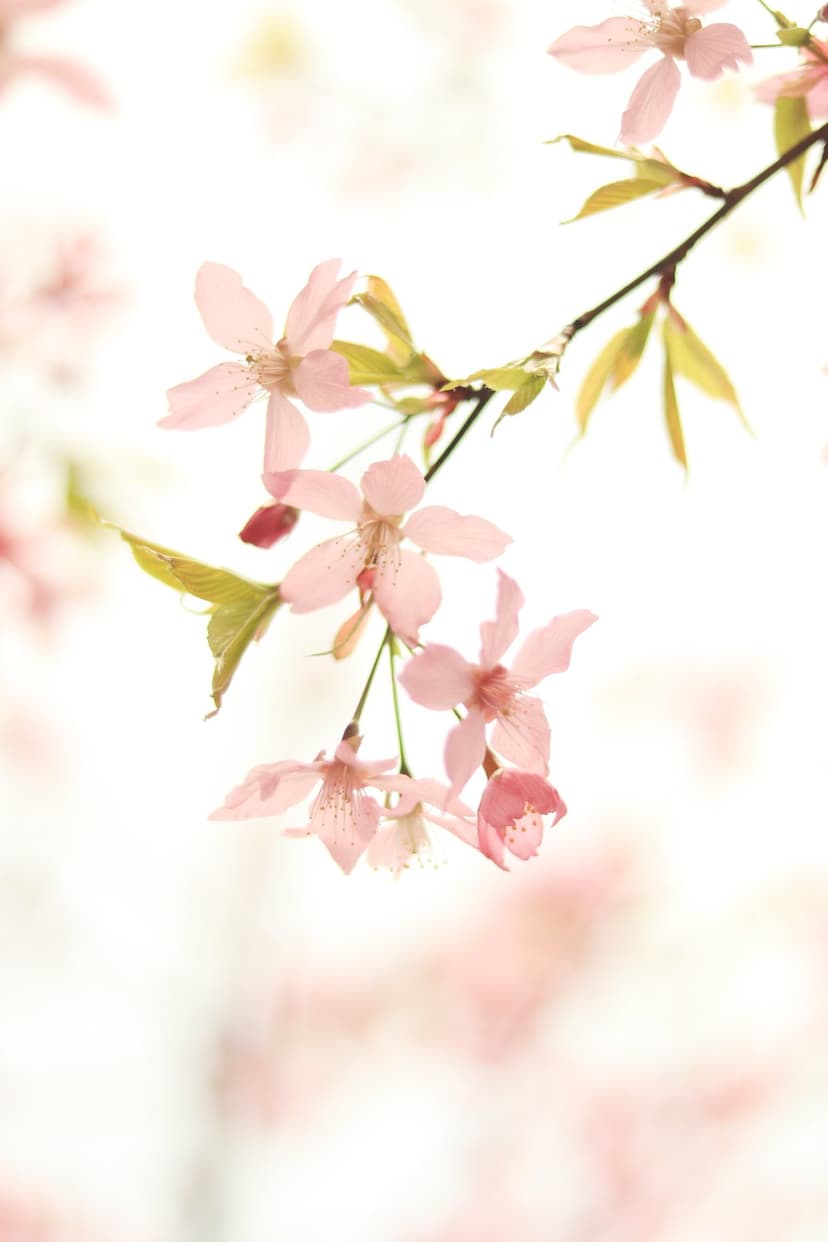 Pink cherry blossoms and light green leaves bloom on a branch with a soft focus white bokeh background.