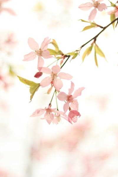 Delicate Pink Cherry Blossoms on a Spring Branch