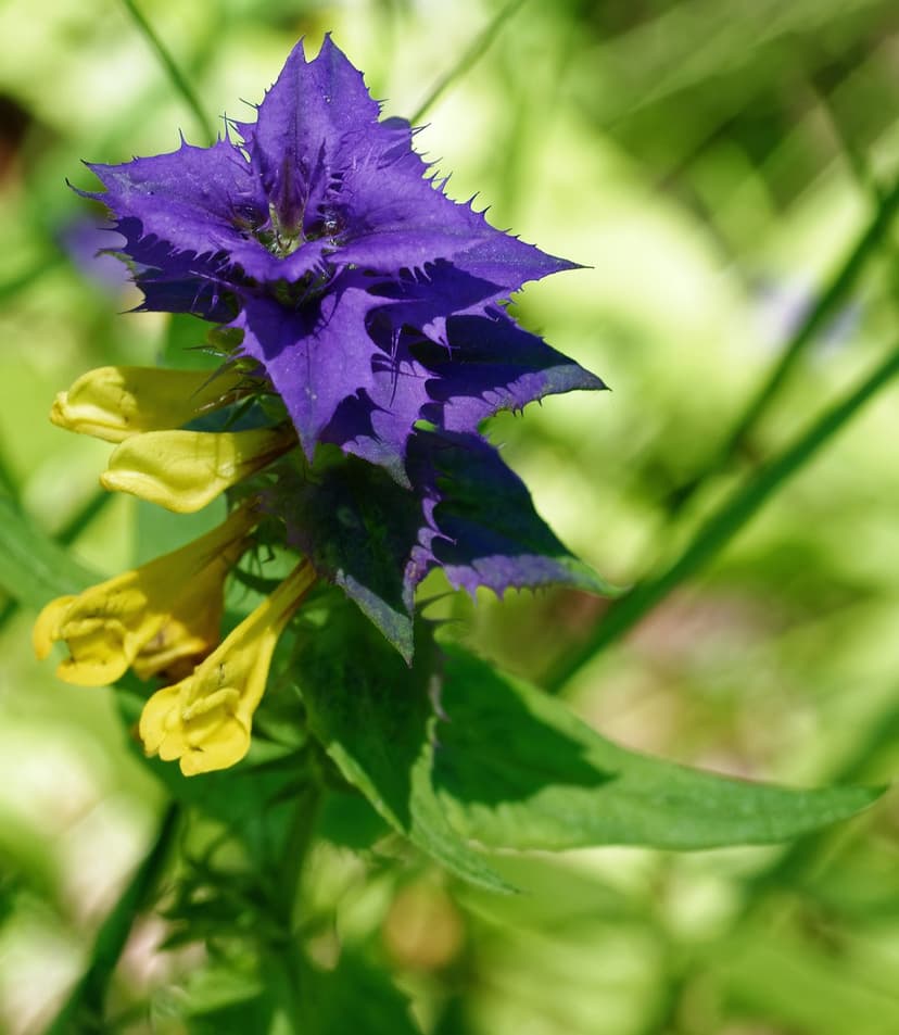 Purple spiky wildflower with yellow trumpet blossoms hangs against a blurred green and sunlit garden background.