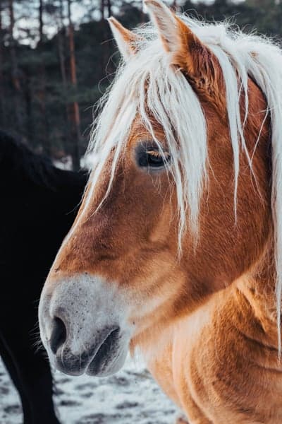 Flowing Blonde Mane Chestnut Horse Winter Phone Wallpaper