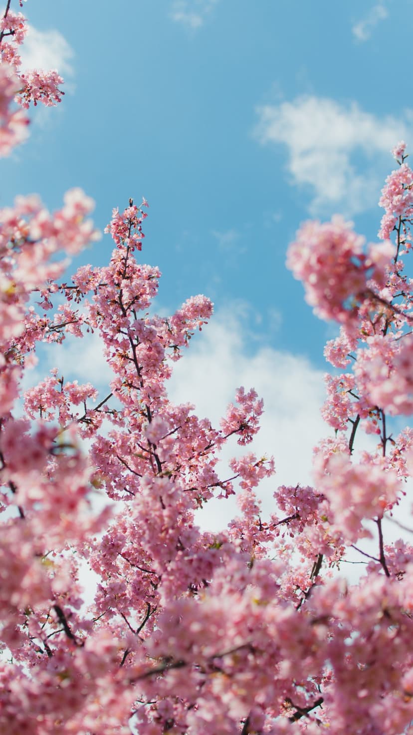 Pink cherry blossoms on dark branches reach toward a bright blue sky with soft white clouds in a vertical view.