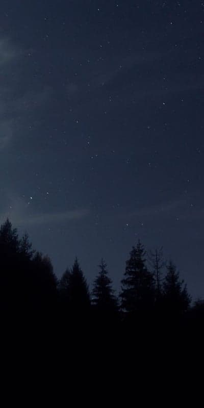 Starlit Silhouette - Forest Under a Night Sky