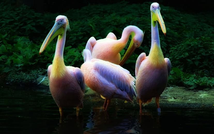 Three pink and white pelicans stand in shallow dark water surrounded by dense emerald green foliage at dusk.