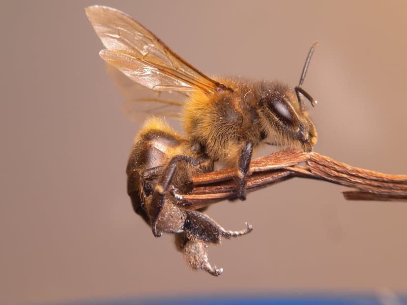 Honeybee with fuzzy yellow hairs and translucent wings grips a thin brown branch against a blurred background.